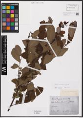 Foto von Salix aurita L. x Salix caprea L.